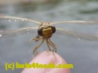 /home//u458753944/public_html/sourcegallery////////////////////////Insects and small critters/dragonflies and damselflies/P1070103.JPG